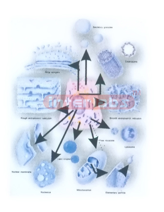 DIAGRAM OF THE ULTRASTRUCTURE OF ORGANELLES FOR HISTOLOGY